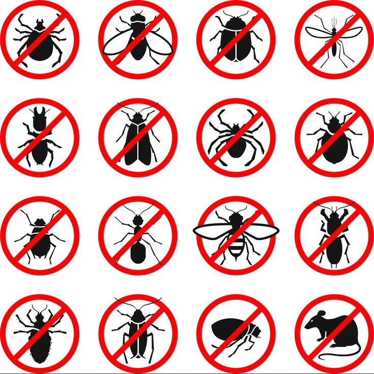 Zappify Bug Zapper Review