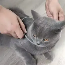 fur sweep collar 1