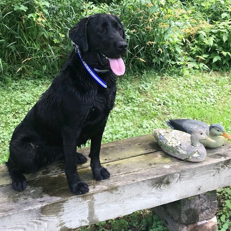 Using an electronic collar to train retriever