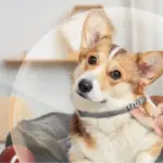 Barxbuddy BiteShield Collar Reviews