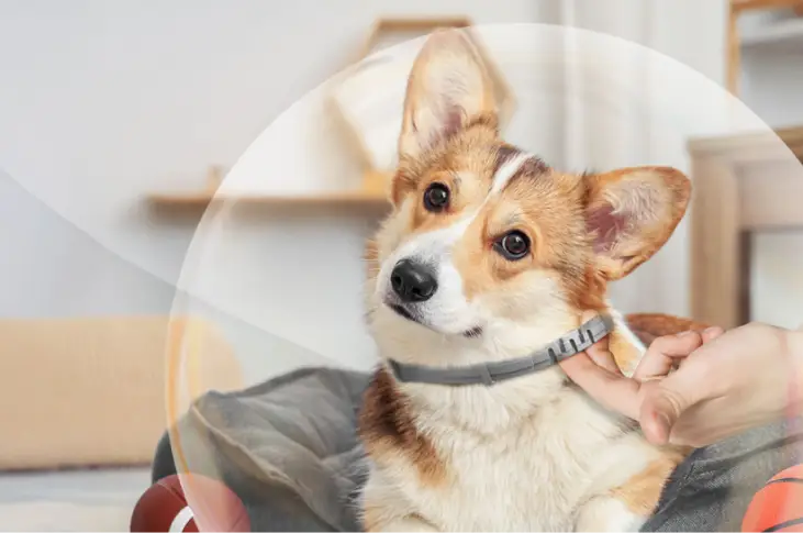 Barxbuddy BiteShield Collar Reviews