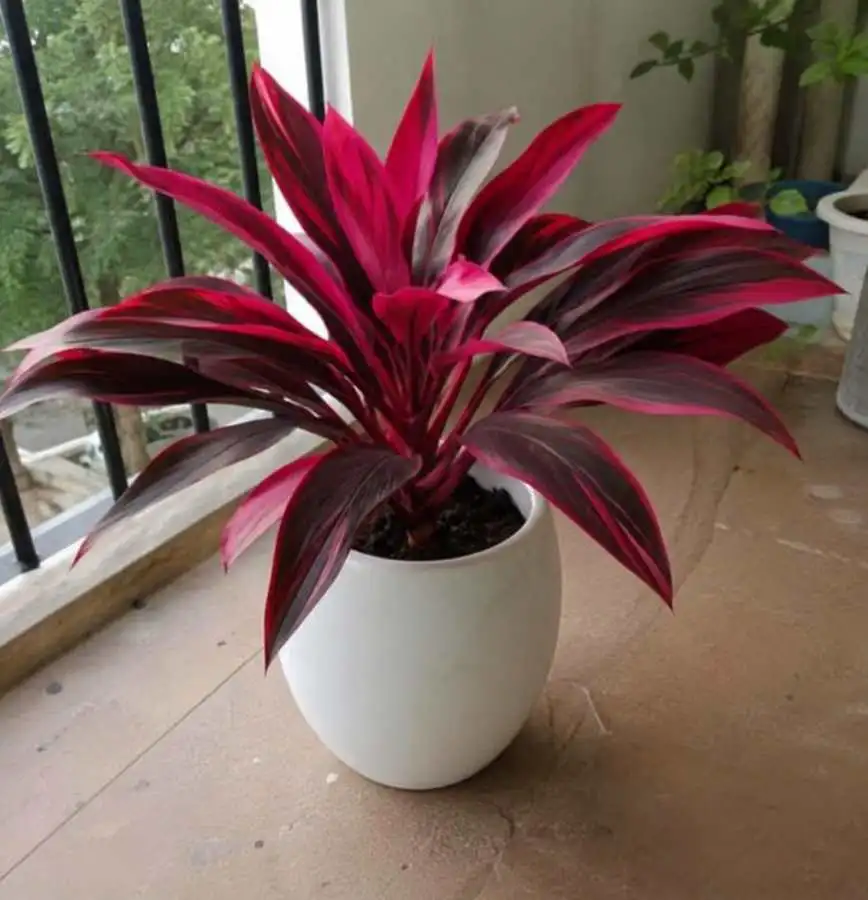 DragonsBlood plant