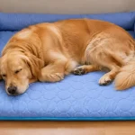 PawLax golden retriever