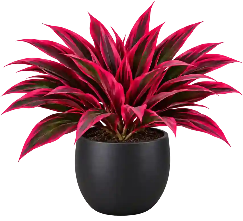Somnera Dragon's Blood Plants 