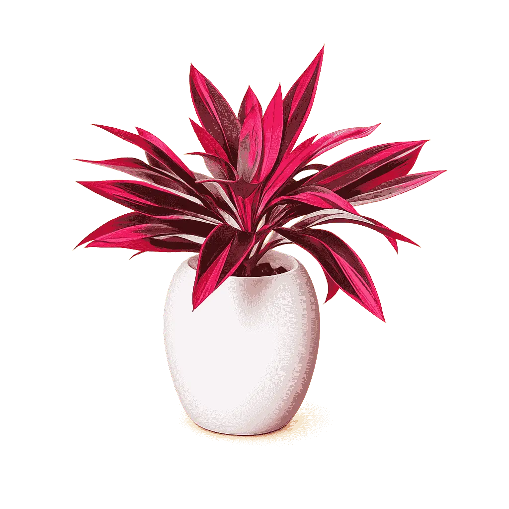 Somnera Dragon's Blood Plants 